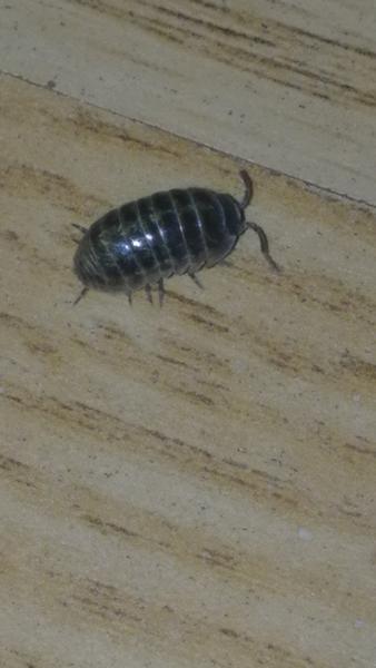 Aký chrobák je toto?