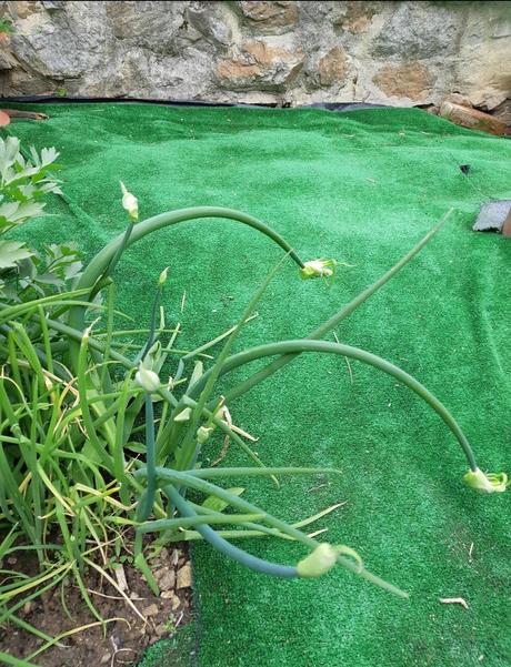 Kráčajúca cibuľa,