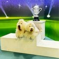 crufts 2026 kate middleton shaggy editi