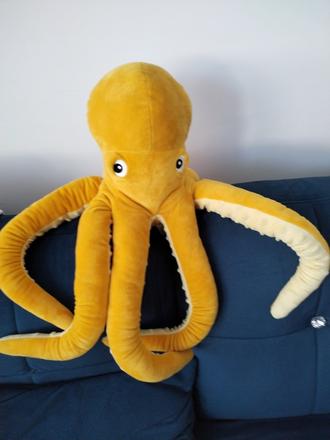 Makkučká chobotnica veľká, 