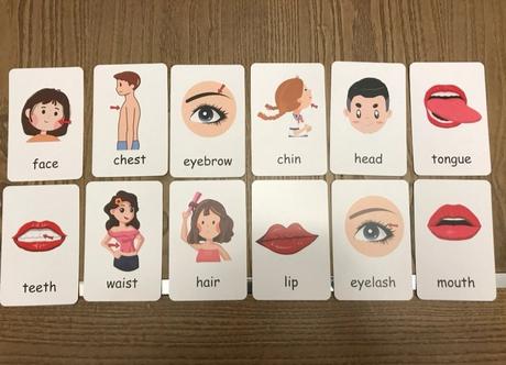 Body parts kartičky, 
