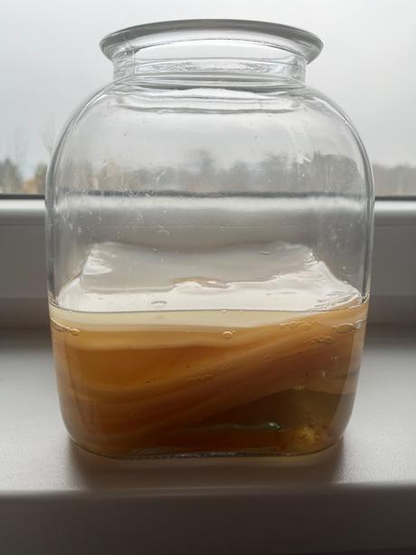 Kombucha scoby, 