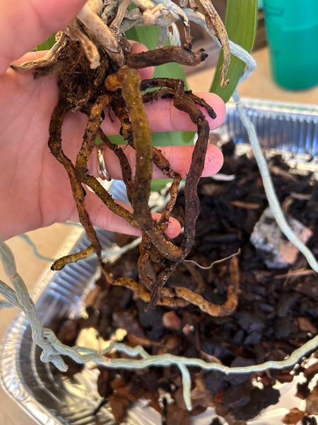 Ako zachrániť orchideu s hnilými koreňmi?