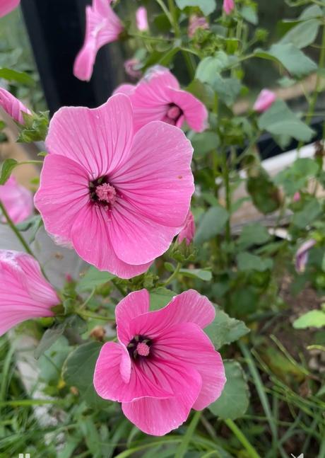 Semienka- koriander,petržlen vňaťový,aksamiet. atď,