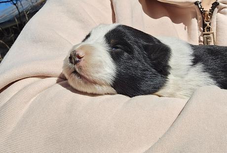 Darovanie šteniatok, 