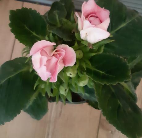 Gloxinia ruzova, 