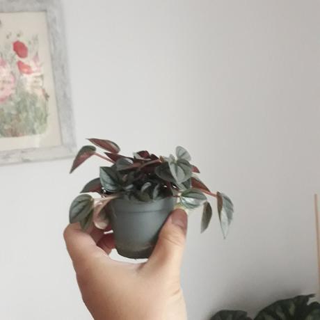 Izbový kvet - peperomia napoli night, 