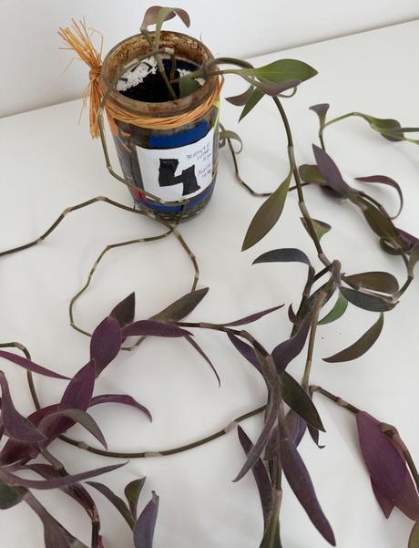 Tradescantia pallida purple heart č.4 za 3eur,