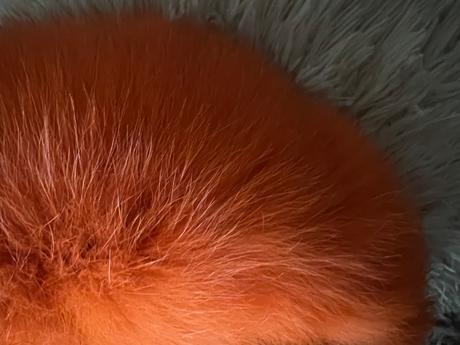 Luxusná čelenka z pravej kožušiny z líšky,