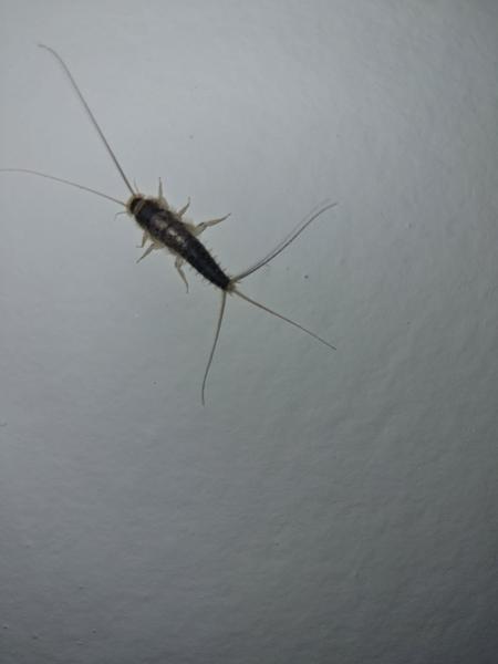 Čo je to za chrobáka?