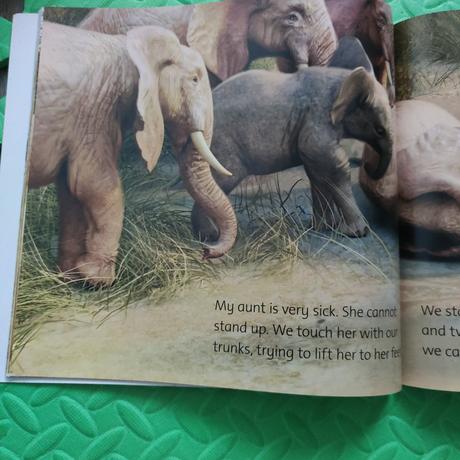 Wild world elephant,