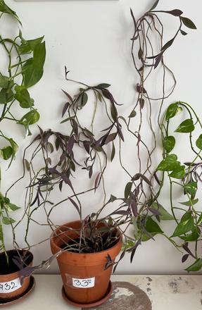 Predám izbovú rastlinu tradescantia č.33,
