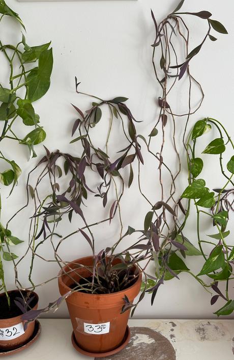 Predám izbovú rastlinu tradescantia č.33,