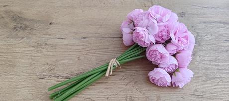 Ozdobný kvietok pivonka - dark pink, 