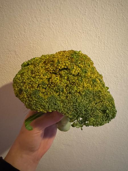 Je brokolica so žltými kvietkami vhodná na varenie?