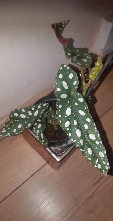 Neaktuálne rastliny begonia, 