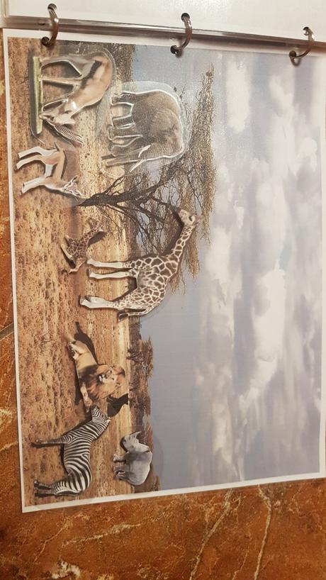 Triedenie zvierat podla prostredia, 