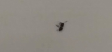 Identifikácia hmyzu