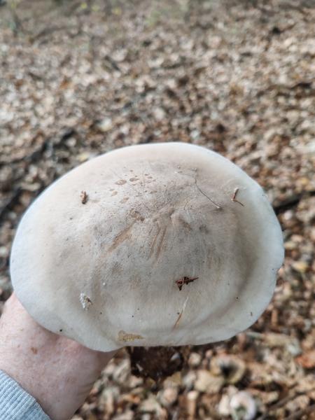 Pekný hríb s neznámou vôňou. Znáte ho?