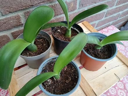 Hemant bielokvetý - haemanthus albiflos, 