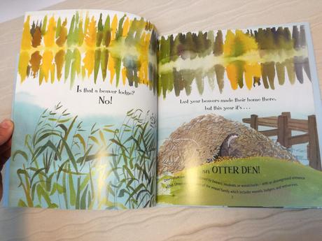 Otters love to play hb nau18,