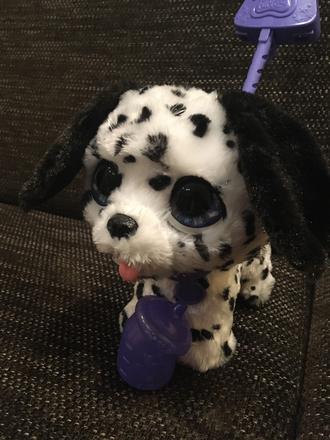 Fur real cikajúci psík,