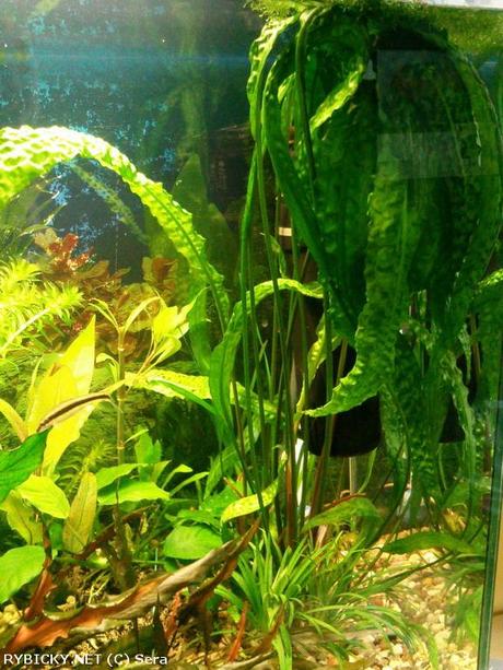 Akvariova rastlinka - cryptocoryne aponogetifolia,