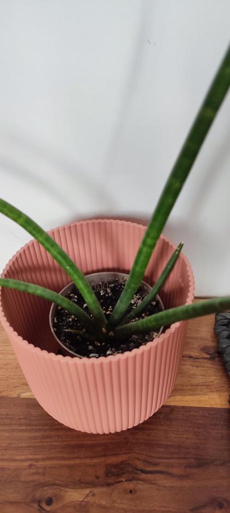 Sansevieria cylindrika, 