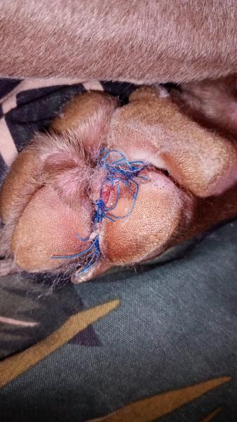 Psova zranená labka