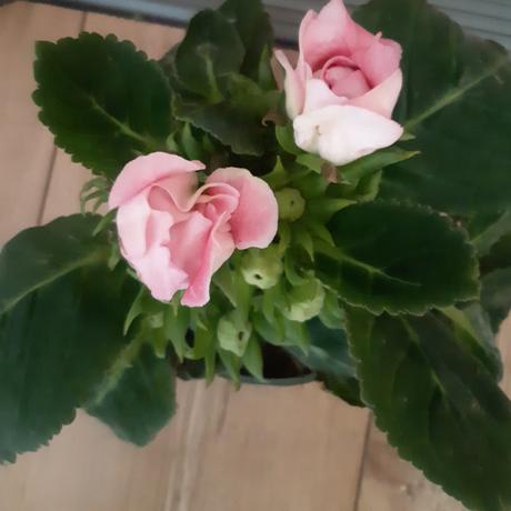 Gloxinia ruzova, 