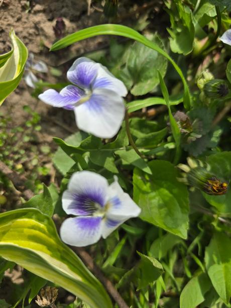 Fialka americká, 