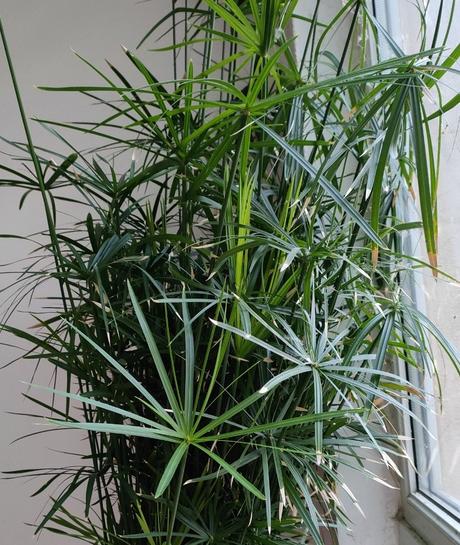 Šáchor vysoký 2 m rozrastený, 