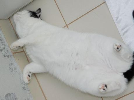 Kvalitna zimna perova predlzena bunda/kabat, 38