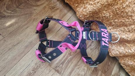 Postroj pre silné bull plemená, 