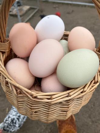 Domace slepacie vajicka senec,