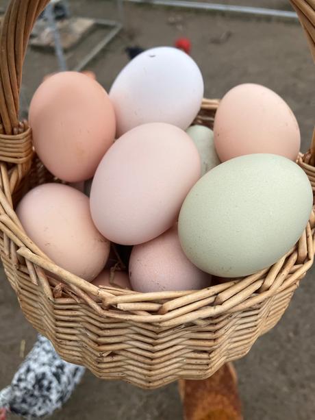 Domace slepacie vajicka senec, 