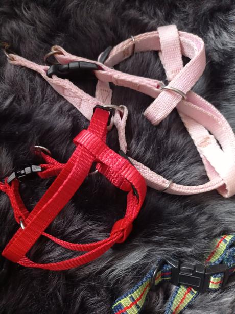 Obojok postroje voditka,