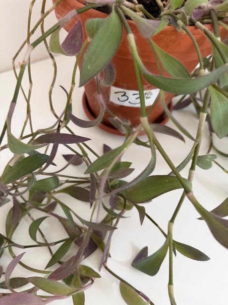 Predám izbovú rastlinu tradescantia č.33,