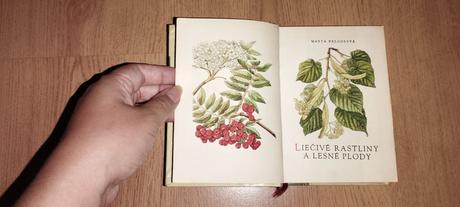 Liečivé rastliny a lesné plody, 