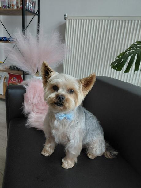 Salón pre psov lusi , ponúkam kompletnú úpravu psí,