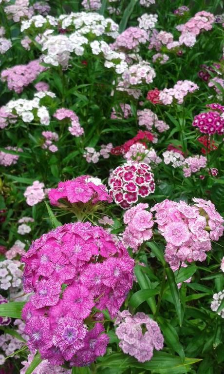 Turecké hebíčky - semienka, 