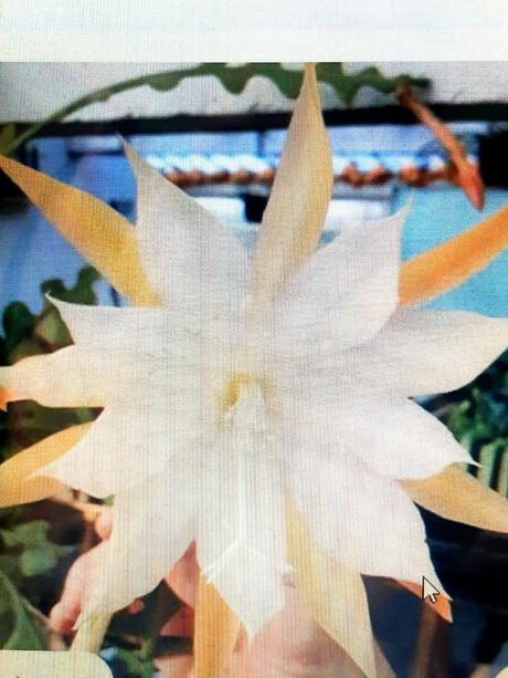 Rastliny kaktus fishbone 2e, 