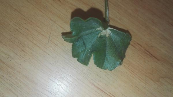 Choré muškáty, čo im je?