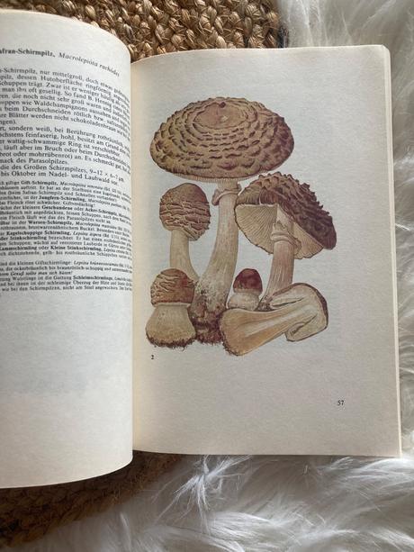 Taschenbuch für pilzfreunde (1987),