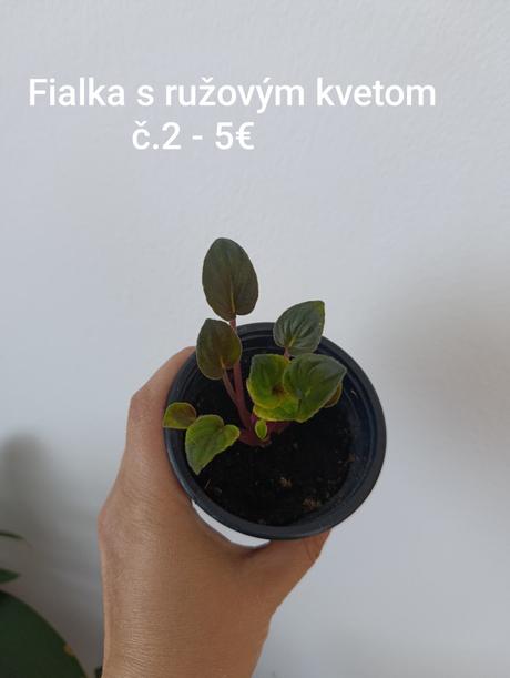 Izbovky maranta, fialka, peperomia, 