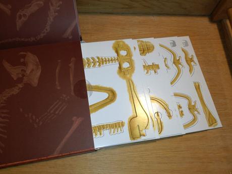 Bone collection - animals,