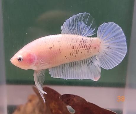 Bojovnice, samec, samica,