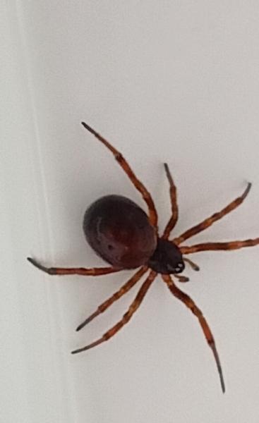 Čo je toto za pavúka?