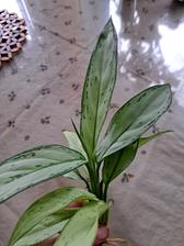 Tradeskancia, izbové rastliny, 