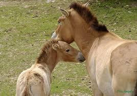 ZOO Košice ZOO Košice